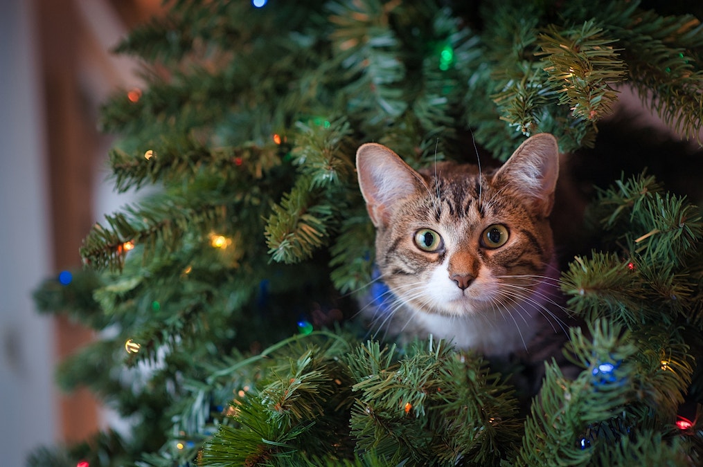 How you can bring joy to shelter pets this Christmas